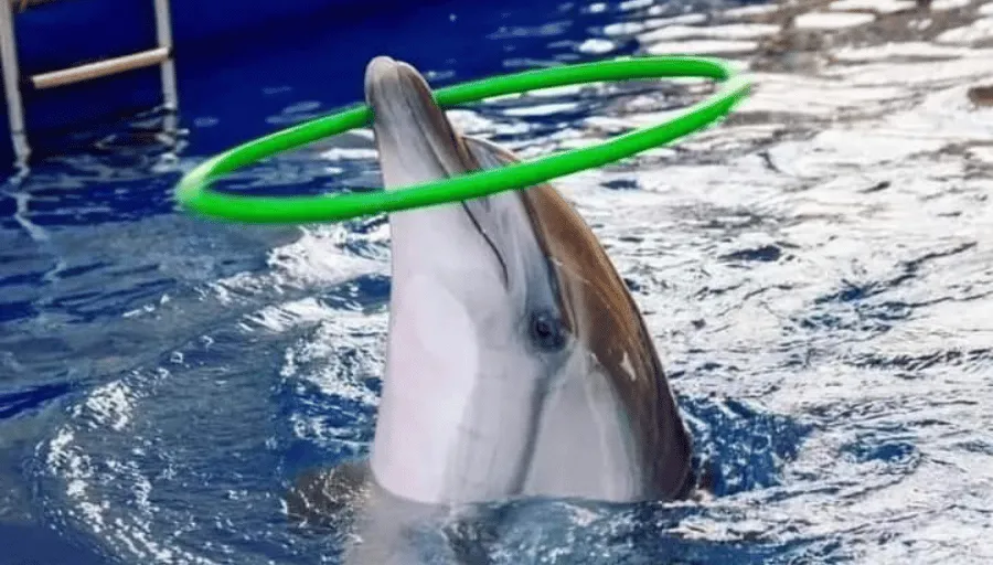 Pokaz delfinów photo 5